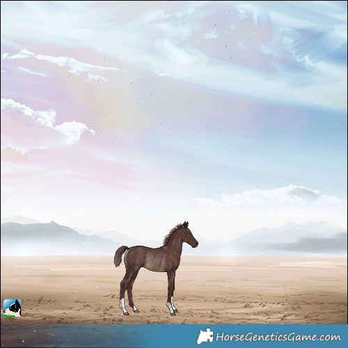 Horse Color:Chocolate Buckskin Mushroom Rabicano 