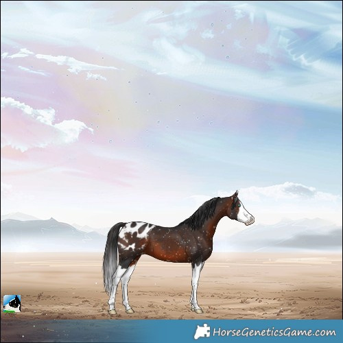 Horse Color:Brown Splash Appaloosa 