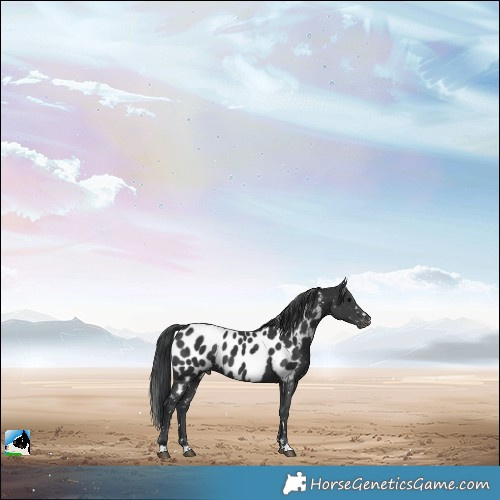 Horse Color:Black Appaloosa