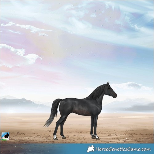 Horse Color:Brown Mushroom Rabicano 