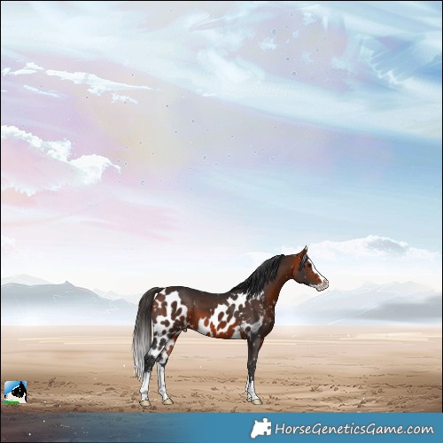 Horse Color:Bay Splash Skewed Appaloosa