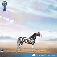 Horse Color:Brown Splash Appaloosa 