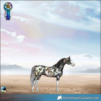 Horse Color:Brown Splash Near Leopard