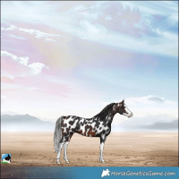 Horse Color:Brown Splash Appaloosa 