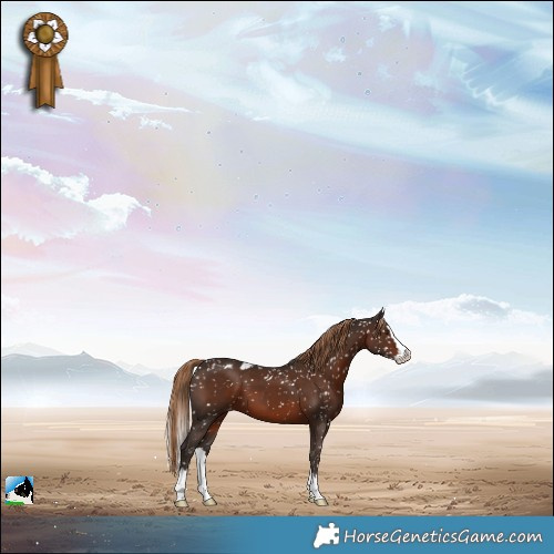 Horse Color:Liver Chestnut Splash Skewed LP Spotted