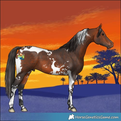 Horse Color:Bay Tobiano 