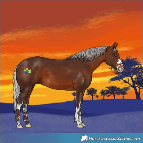 Horse Color:White Spotted Silver Brown
