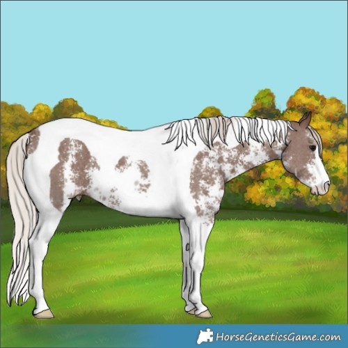 Horse Color:Silver Black Sabino Tobiano
