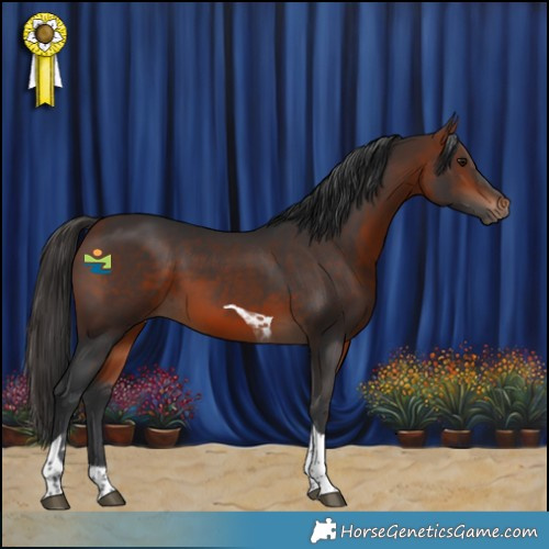 Horse Color:Bay Tobiano