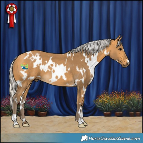 Horse Color:White Spotted Silver Buckskin 
