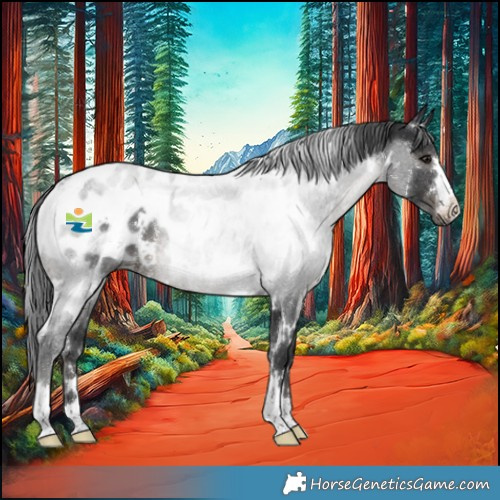 Horse Color:White Spotted Black Appaloosa Rabicano 