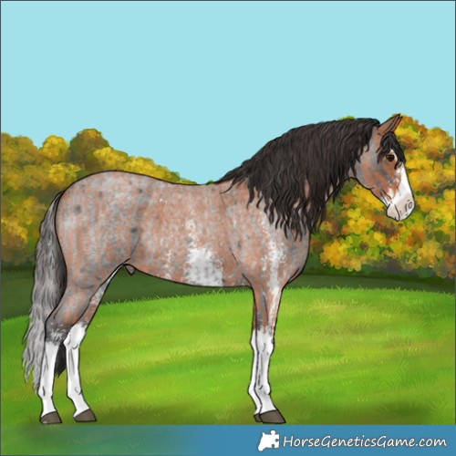 Horse Color:Blue Roan Sabino Splash and Bay Roan Sabino Splash