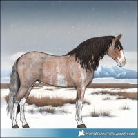Horse Color:Blue Roan Sabino Splash and Bay Roan Sabino Splash