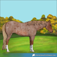 Horse Color:Red Roan 