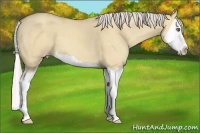 Horse Color:Silver Classic Champagne Dun Splash 
