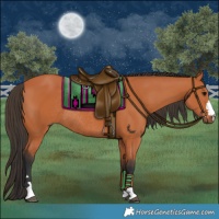 Horse Color:Bay Rabicano 