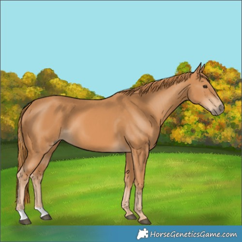 Horse Color:Chestnut 