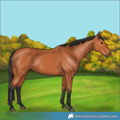 Horse Color:Bay 