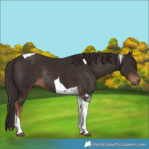 Horse Color:Liver Chestnut Tobiano Rabicano 