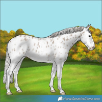 Horse Color:Silver Grullo Sabino Splash Near Leopard Rabicano