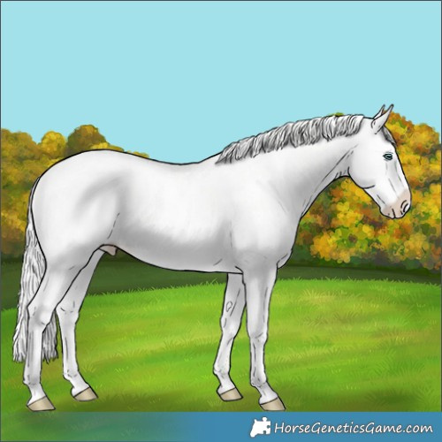 Horse Color:Cremello Ice Dun Sabino Splash 