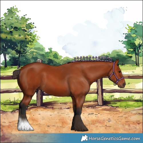 Horse Color:Bay 
