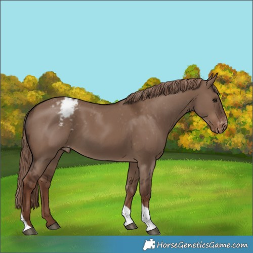 Horse Color:Liver Red Dun Tobiano Appaloosa Rabicano 