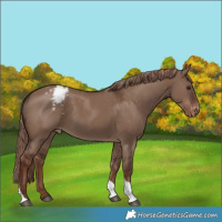 Horse Color:Liver Red Dun Tobiano Varnish Rabicano 