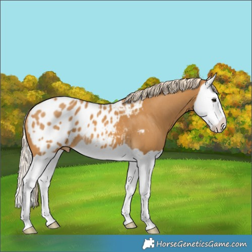 Horse Color:Palomino Splash Blanket
