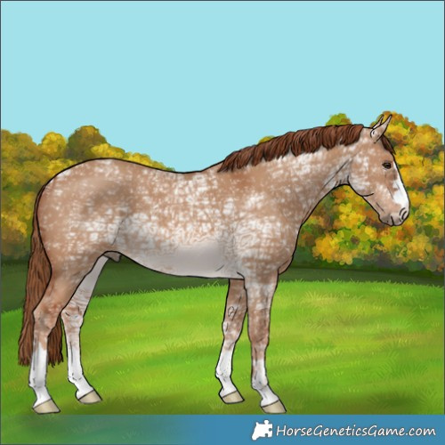 Horse Color:Red Dun Ice 