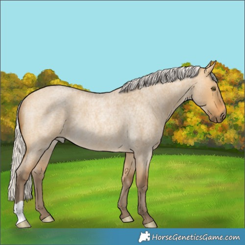 Horse Color:Silver Buckskin Roan Dun Rabicano