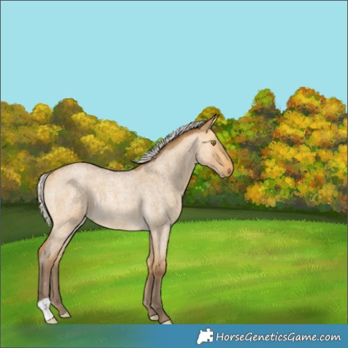 Horse Color:Silver Buckskin Roan Dun Rabicano 