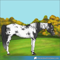 Horse Color:Black Tobiano Frame Rabicano