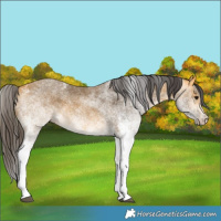 Horse Color:White Spotted Buckskin 