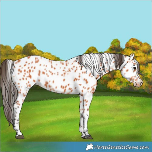 Horse Color:Bay Leopard