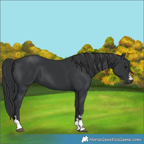 Horse Color:Black 