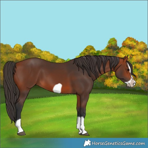 Horse Color:Bay Splash Frame 