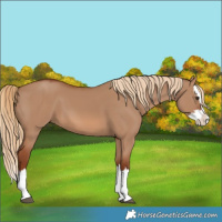 Horse Color:Red Dun Splash