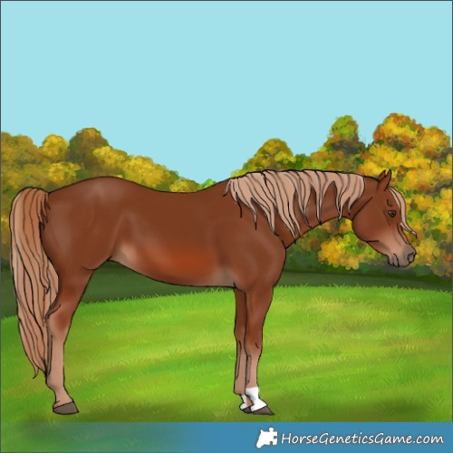 Horse Color:Chestnut 
