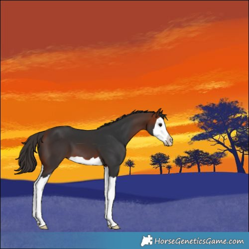 Horse Color:Bay Splash