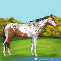 Horse Color:Bay Tobiano Skewed Appaloosa 