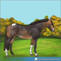 Horse Color:Buckskin Tobiano