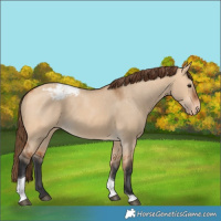 Horse Color:Bay Dun Tobiano Snowcap