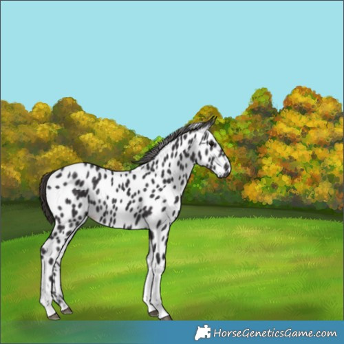 Horse Color:Smoky Black Tobiano Appaloosa 