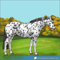 Horse Color:Smoky Black Tobiano Appaloosa