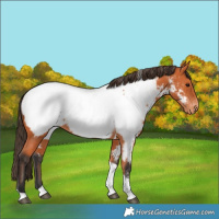 Horse Color:Bay Tobiano Near Fewspot 