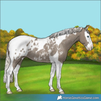 Horse Color:Silver Smoky Grullo Splash Tobiano Blanket Rabicano 