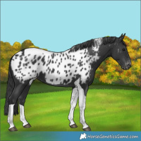 Horse Color:Black Tobiano Near Leopard