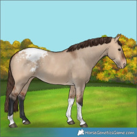 Horse Color:Bay Dun Tobiano Varnish Rabicano