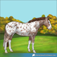 Horse Color:Chestnut Ice Splash Blanket 
